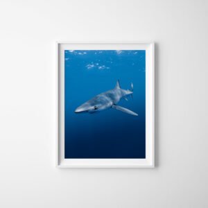 Blue Shark