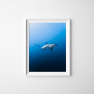 Thresher Shark