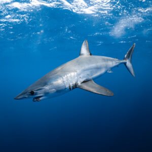 Mako Shark