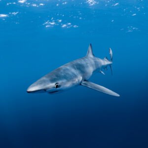 Blue Shark