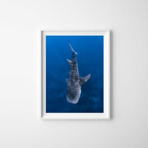 Whale Shark