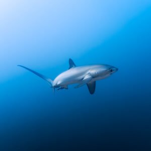 Thresher Shark