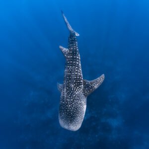 Whale Shark