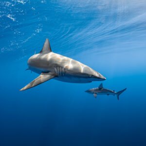 Galapagos Sharks